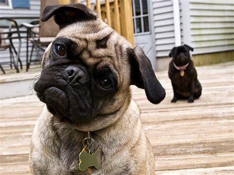 24 Cutest Pictures Of Head Tilts Of Dogs Stuffmakesmehappy