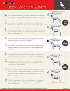 Canine Body Condition Score Walk Your Dog To Good Health Body