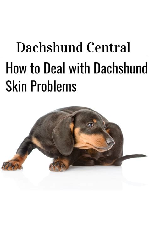 How To Deal With Skin Problems In Dachshunds Dachshund Central Skin