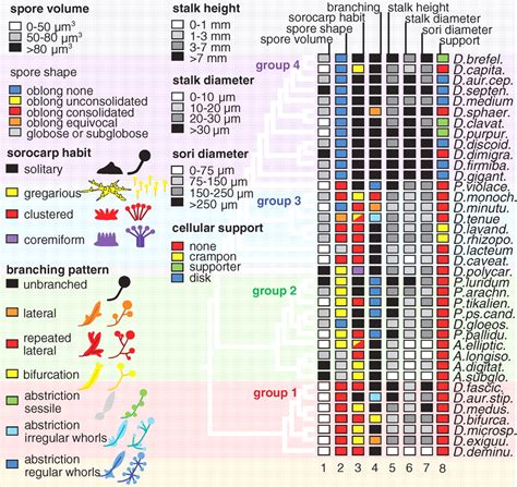 Molecular Phylogeny And Evolution Of Morphology In The Social Amoebas Science