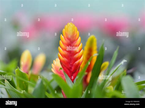 Bromeliad Flower Beautiful Red And Yellow Bromeliad In Garden Nursery