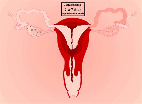 O Que Muda Depois Da Primeira Menstruação Conhecida Como Menarca