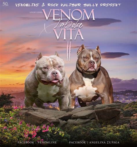 Two Pitbulls Standing On Top Of A Rock In Front Of A Beautiful Sunset