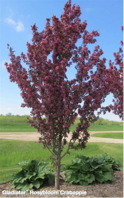 Flowering Crabapple Gladiator Falk Nurseries