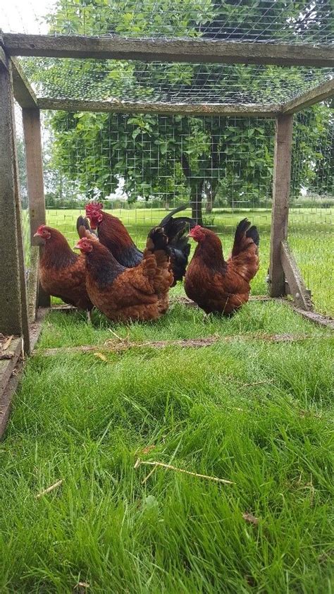 Bantam Red Sussex Hens Poultry Chickens Layers Pullets In Newark