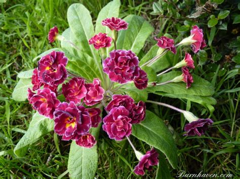 This is because its total circulation is less than 100 billion, which means it would need to have a market. Primevère double RASPBERRY RIPPLE