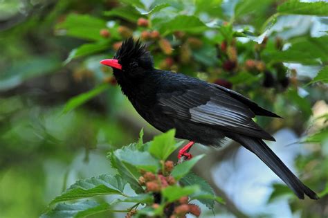 Striking Black Bird With Red Beak Fond Décran Hd Arrière Plan