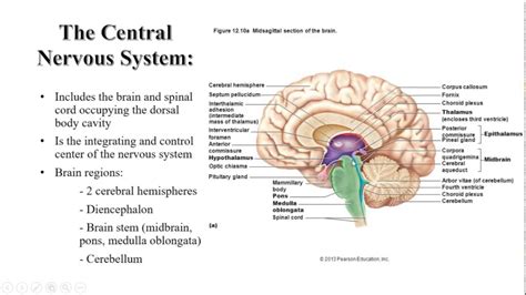 Anatomy And Physiology Lecture Chapter 12 Central Nervous System Part