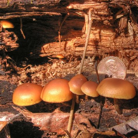 Mushrooms Of Fort Valley Virginia Galerina Autumnalis Deadly Galerina