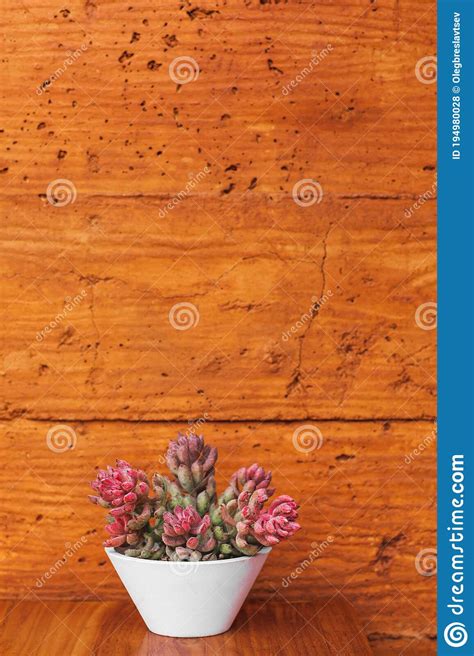 Succulent Plant In White Flower Pot On Terracotta Colored Wall