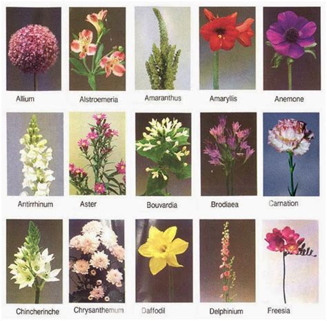 Beautiful Flower Names Driverlayer Search Engine