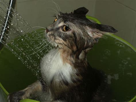 These Cats Legitimately Love Water Pics