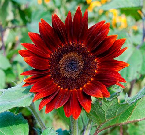 Red Sunflower Seeds Helianthus Annuus Flower Seeds Best Etsy