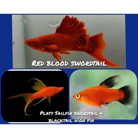 Jual Ikan Hias Platy Sailfin Red Blooded High Fin Shopee Indonesia