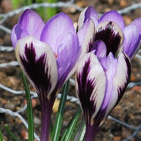 10 Purple White Crocus Bulbs Garden Hardy Perennial Flower Early