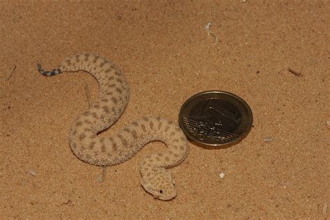 Common Sand Viper Cerastes Vipera Juvenile Western Negev Flickr