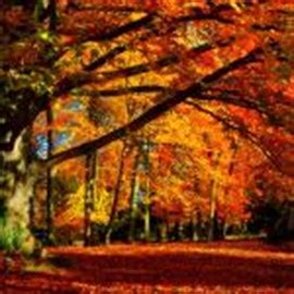 Get Autumn Colors - Microsoft Store