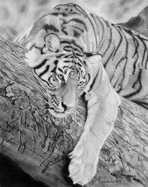Tiger In Pencil By Pls Deviantart Com On Deviantart Tiger In