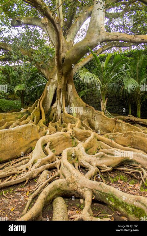 Moreton Bay Fig Aka Ficus Macrophylla With Strong Roots And