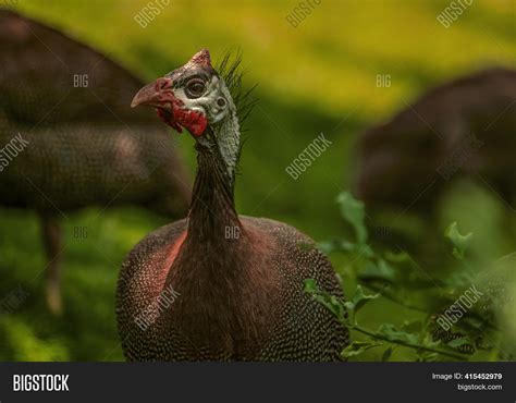 Guinea Fowl Head Image And Photo Free Trial Bigstock