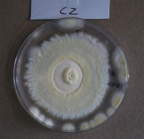 Colonies Of Beauveria Bassiana On Different Media Forum ASCOFrance