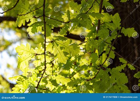 Bright Green Young Spring Oak Leaves Backlit Backlight Of Green Oak