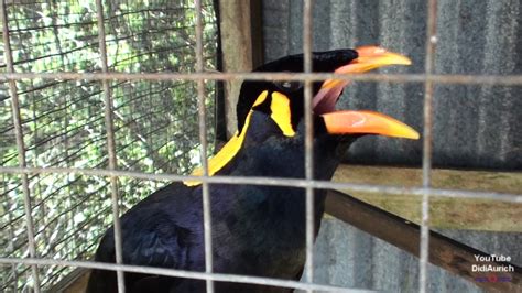 Malaysia Borneo Kuching Sarawak Der Sprechende Vogel The Talking Bird