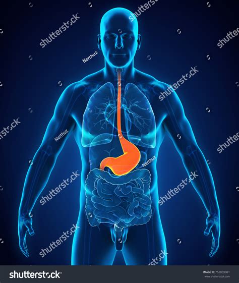 Human Stomach Anatomy 3d Rendering Stock Illustration 752059081