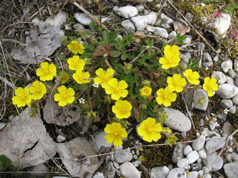 Sono così stanca della stagione fredda. Piantina dai fiori gialli , Natura Mediterraneo | Forum ...