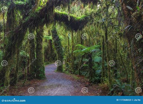 New Zealand Rainforest Details Landscape Stock Image Image Of Plants