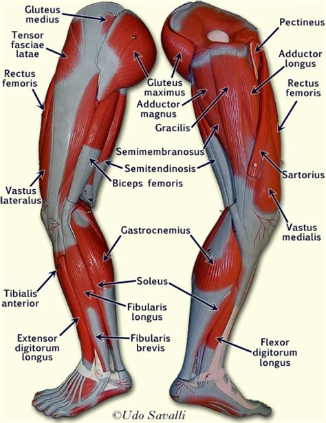 Muscle Anatomy Chart New Upper Leg Muscles Anatomy Human Anatomy Diagram In 2020 Muscle