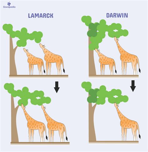 Teori Evolusi Darwin Dan Lamarck Siswapedia