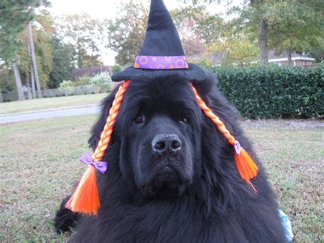 A Beautiful Newf Granville On Her Way Out Trick Or Treating From