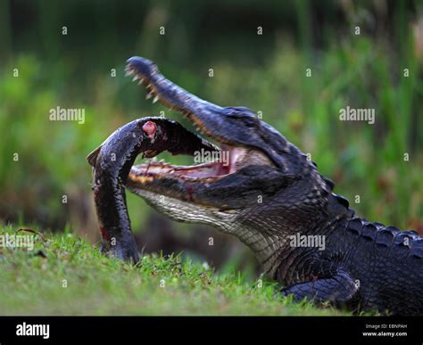 American Alligator Alligator Mississippiensis Alligator Eating A Big