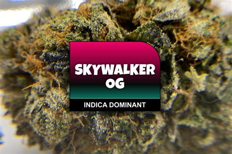 Skywalker Og Strain Review And Information The Chronic Beaver