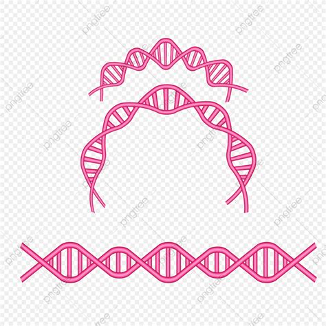 Dna Structure Vector Art Png Dna Structure Illustration Vector