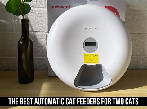 Top 10 Automatic Cat Feeders For Two Cats In 2021