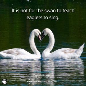 Swan Quotes And Sayings For All Birds Lovers