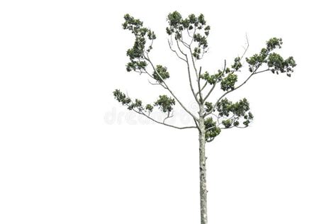 Tree Isolated On White Background Stock Photo Image Of Tall Tree