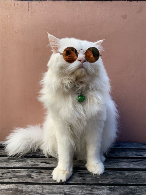 Cat Eye Sunglasses Cats Animals Fashion Moda Gatos Animales
