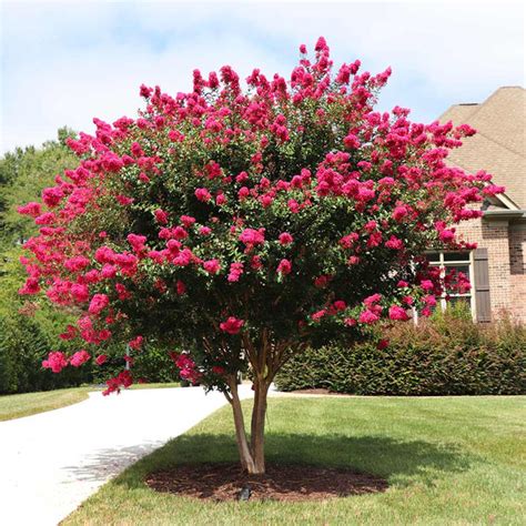 Pink Velour Crape Myrtle Trees For Sale