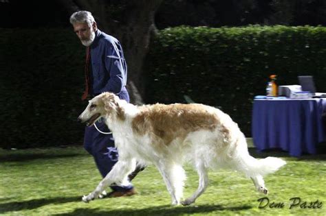 Borzoi have found admirers amongst everyone from hunters to russian nobility, with whom they were extremely popular once upon a time. Το Προφίλ των Μπορζόι | Dogpark.gr