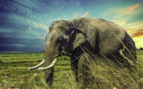 Elephant Wildlife Thailand Elephants Asia Hd Wallpaper Peakpx