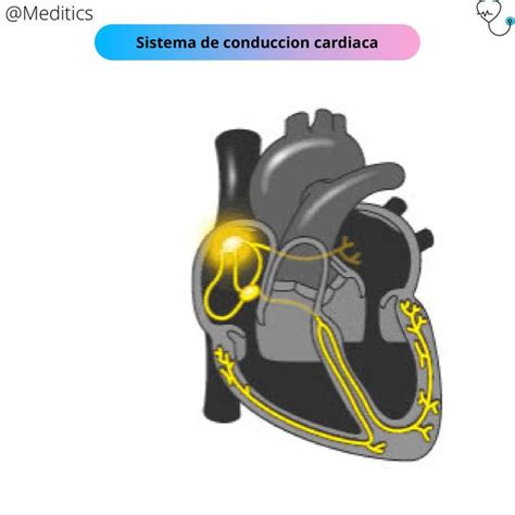 Sistema De Conduccion Cardiaca Mediclub Udocz