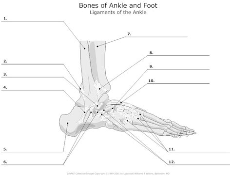 Human muscle system, the muscles of the human body that work the skeletal system, that are under voluntary control, and that are concerned with movement, posture, and balance. 18 Best Images of Leg Anatomy Worksheets - Lower Limb ...