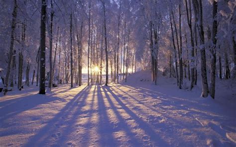 Hd Beautiful Winter Sunrise In The Forest Hd1080p