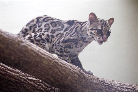Beautiful And Rare Margay Leopardus Wiedii Stock Photo Image Of