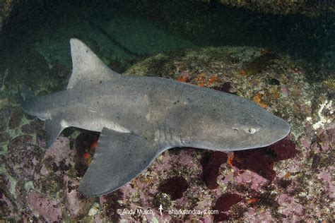 Spotted Gully Shark Triakis Megalopterus