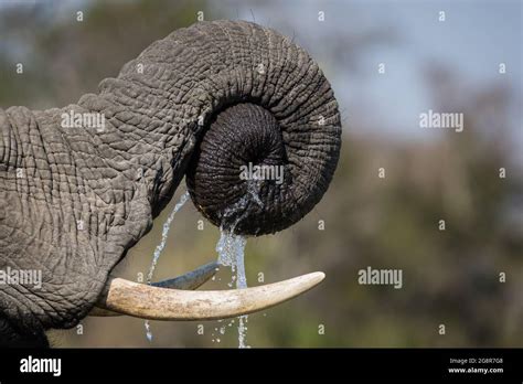 An Elephants Trunk Loxodonta Africana Coiled Together With Water