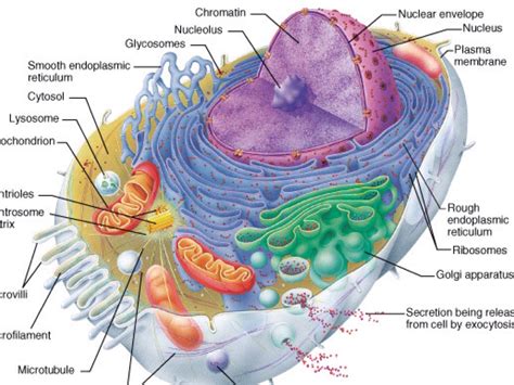 Our body starts its existence at fertilization from a single cell, the diploid zygote. Cell Organelles and Their Processes by Lexi Helman